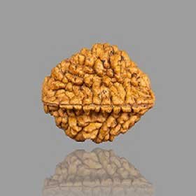 2 Mukhi