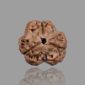 3 Mukhi