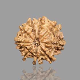 9 Mukhi